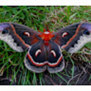 Meet your Posher, Bridget